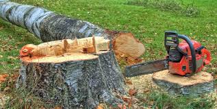Best Tree Cabling and Bracing  in Hudson, PA