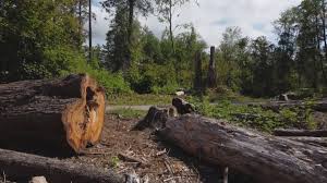 Best Utility Line Clearance  in Hudson, PA