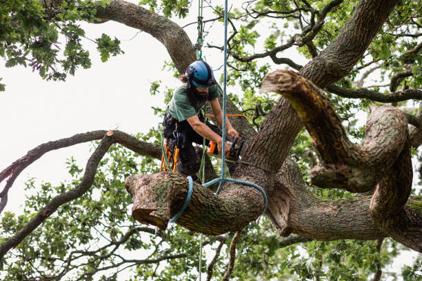 Best Arborist Consultation Services  in Hudson, PA