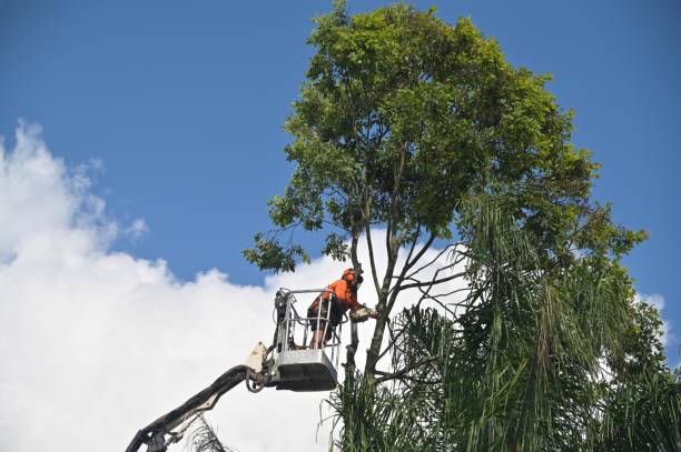 Best Lawn Renovation and Restoration  in Hudson, PA