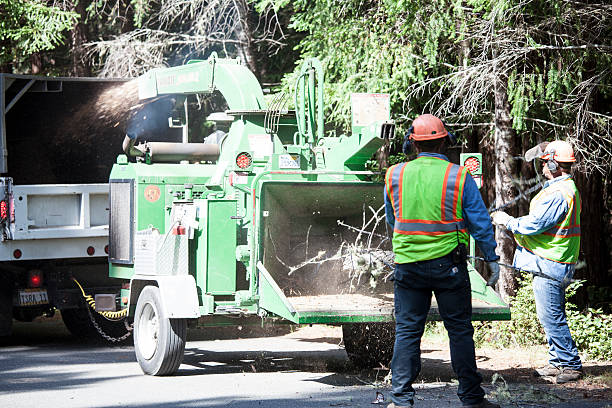 Best Tree and Shrub Care  in Hudson, PA