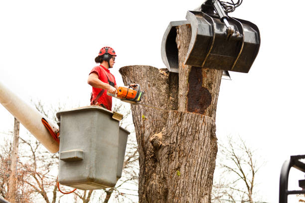 Best Emergency Tree Removal  in Hudson, PA